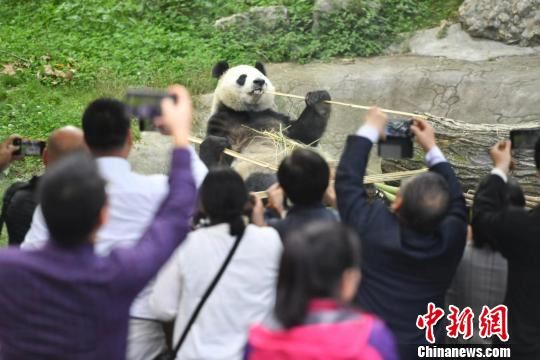 海外华媒在川“趣逗”大熊猫。　张浪 摄