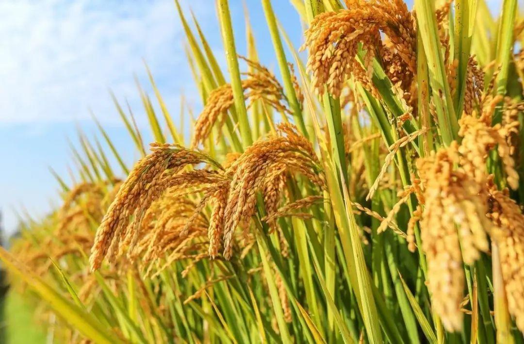 【大美广东·葡语】Dongguan Houjie: Cerca de 1000 hectares de arrozais acolhem uma colheita abundante 东莞厚街：近千亩